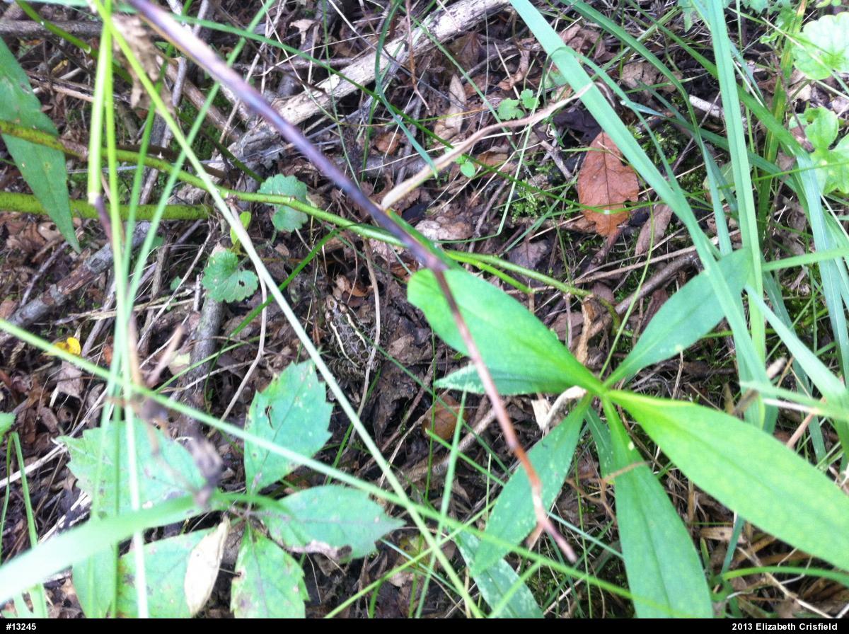 Pickerel Frog
