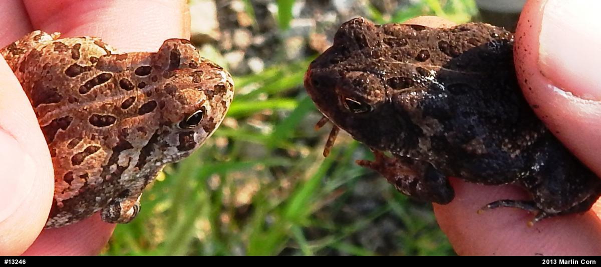 Fowler's Toad