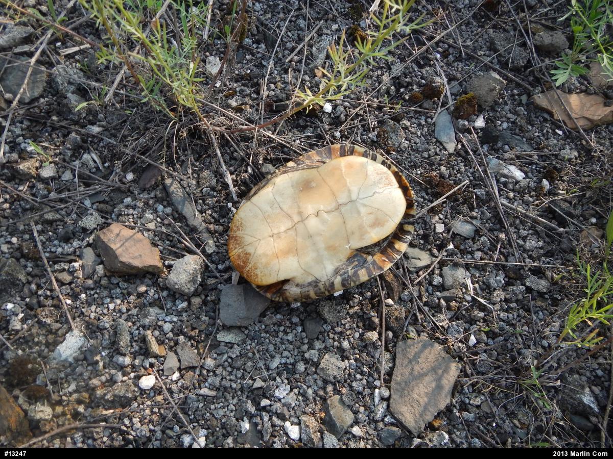 Eastern Painted Turtle