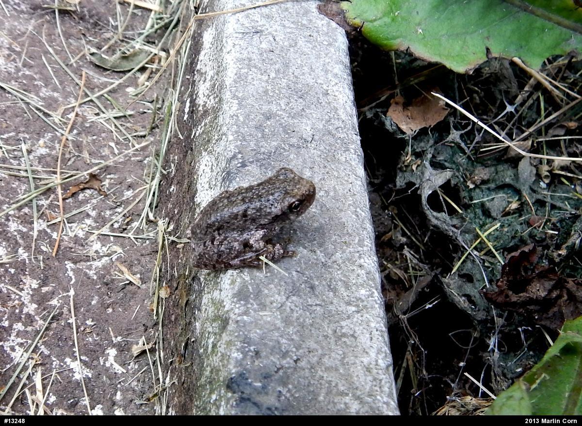 Gray Treefrog