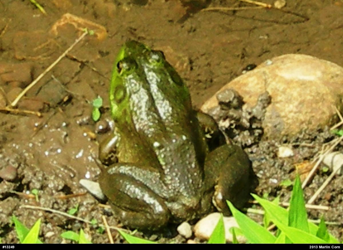 American Bullfrog