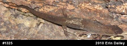 Northern Dusky Salamander