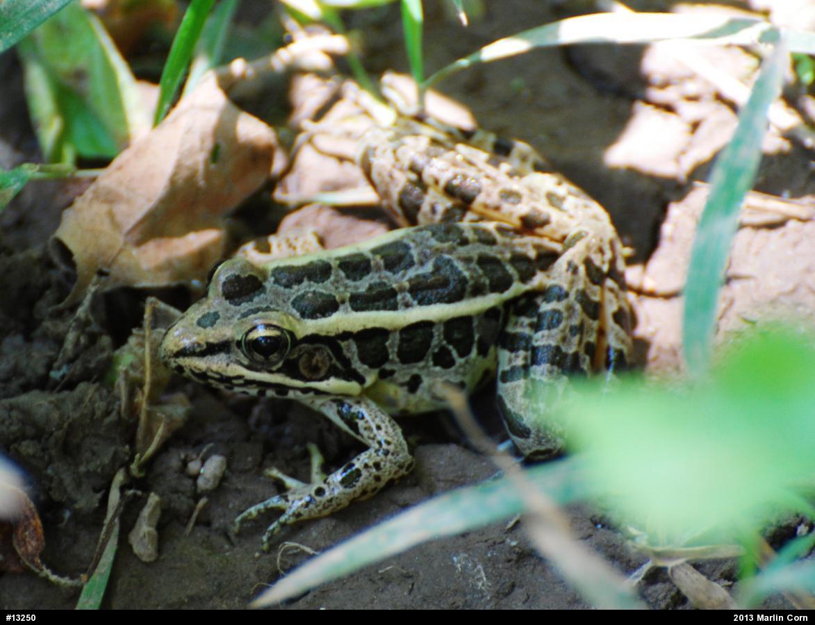 Pickerel Frog