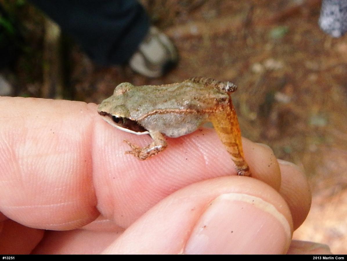 Wood Frog