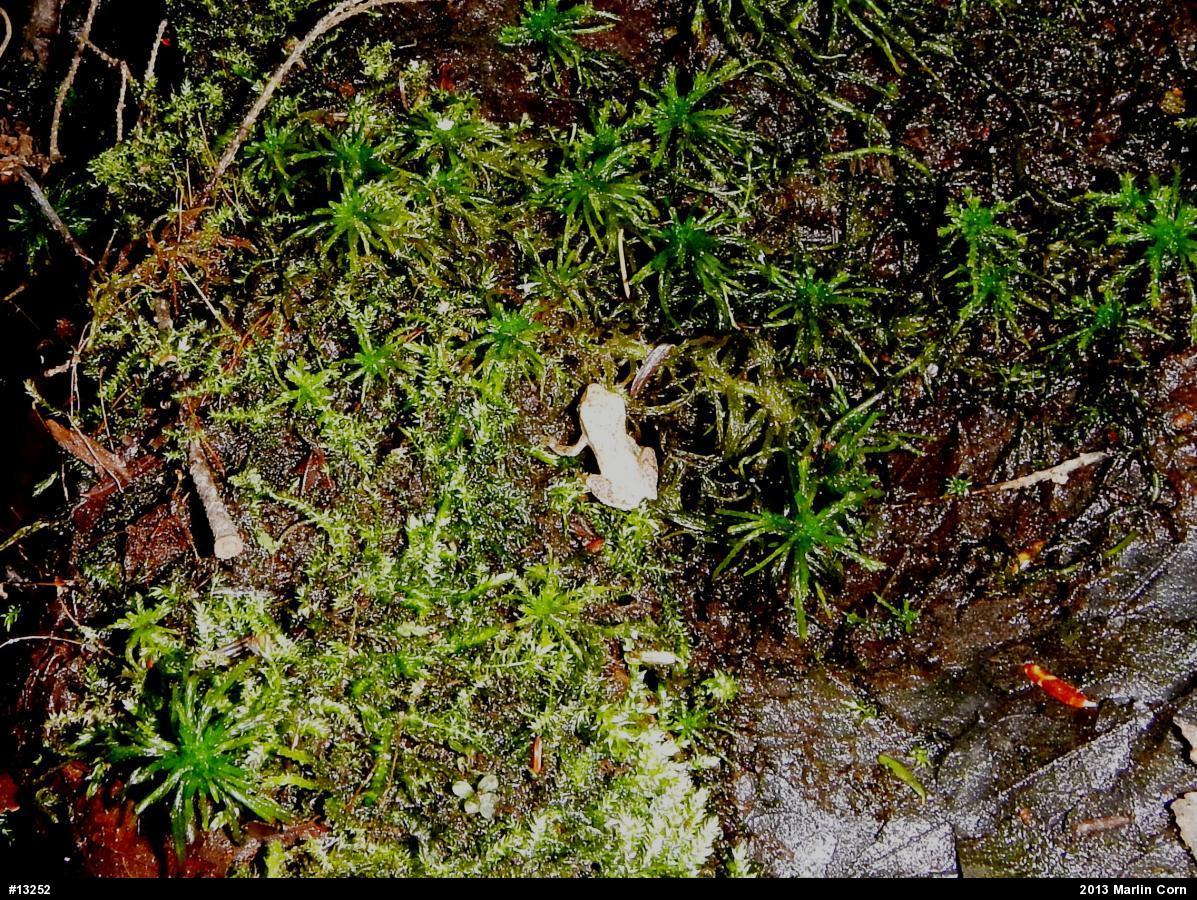 Spring Peeper