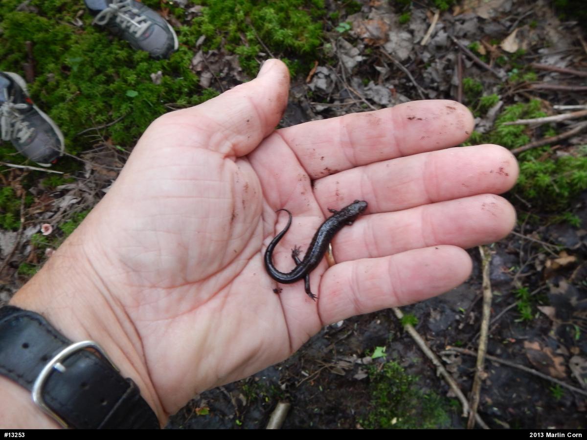 Allegheny Mountain Dusky Salamander