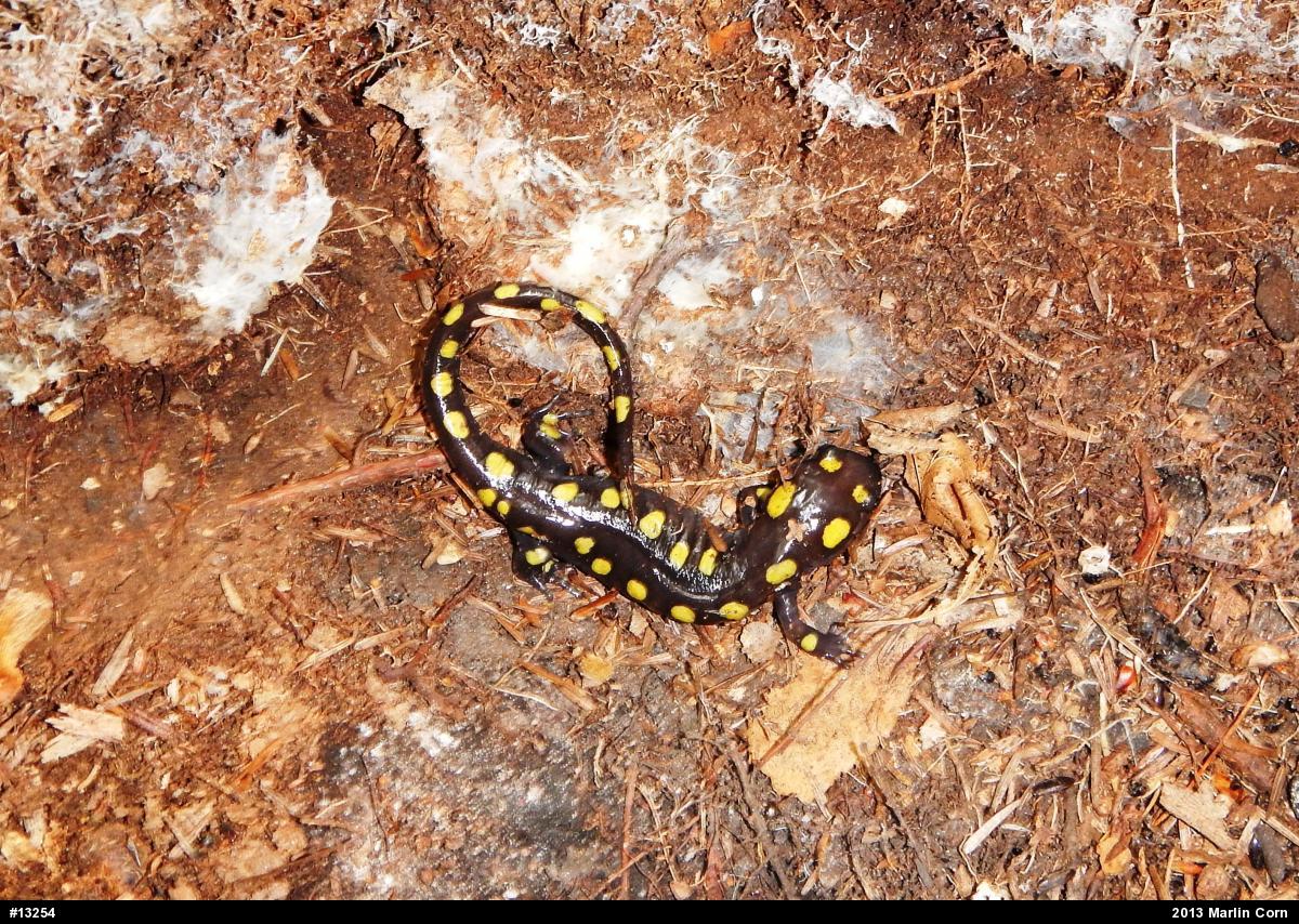 Spotted Salamander