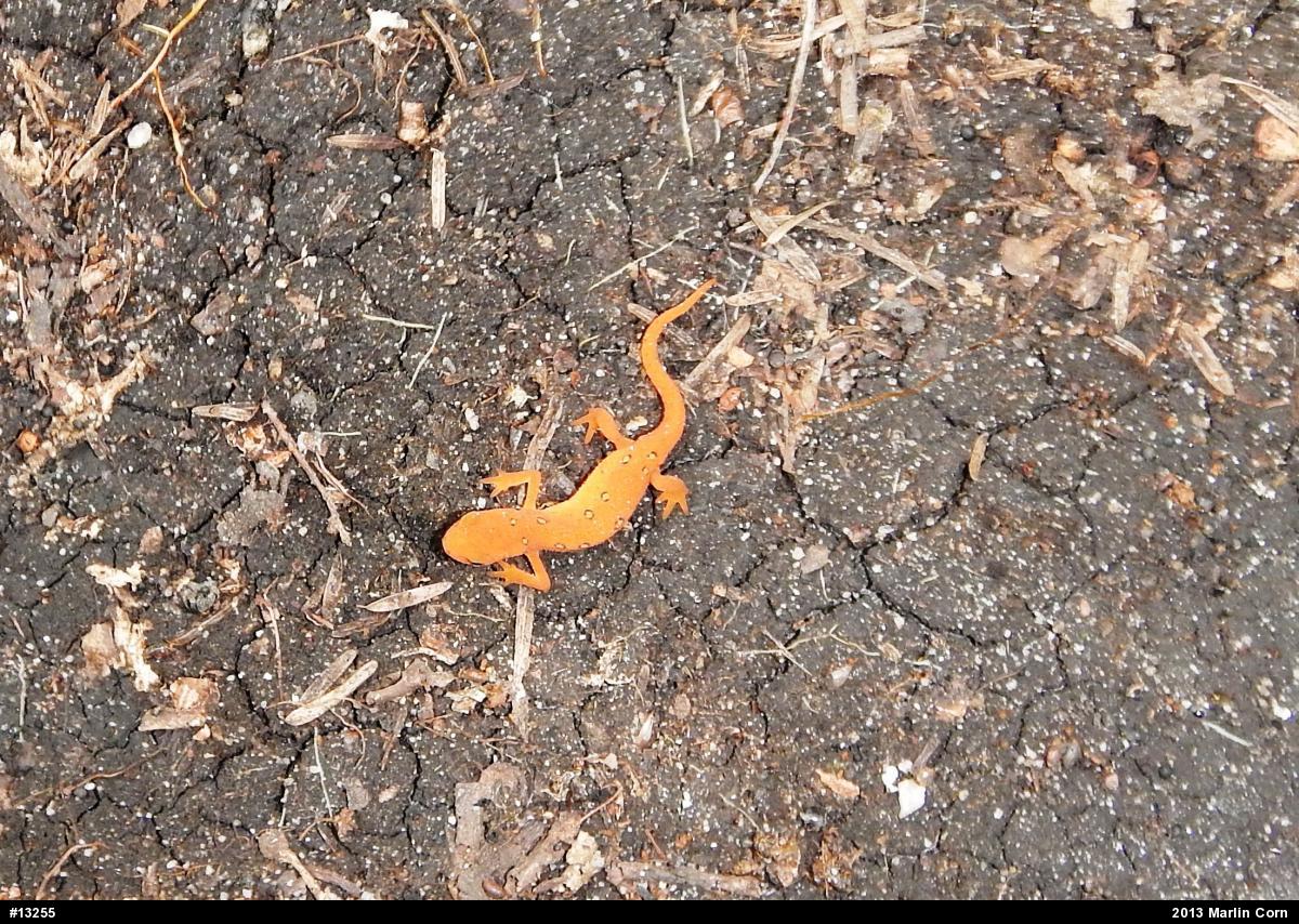 Red-spotted Newt