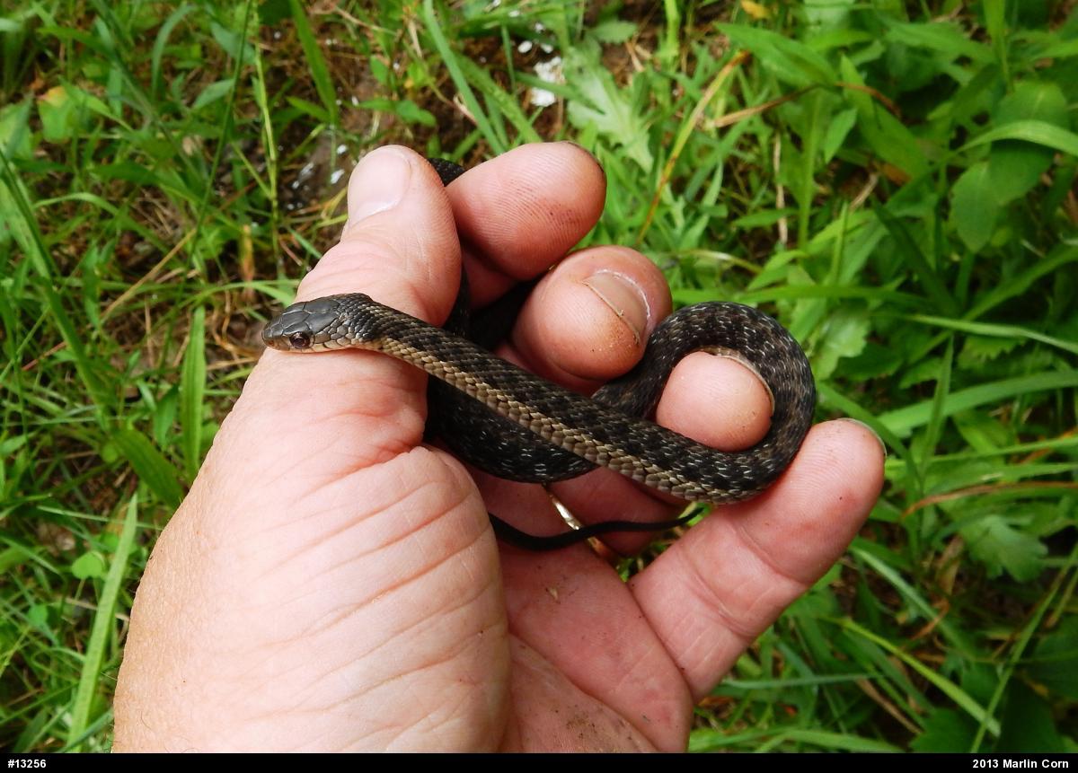 Eastern Gartersnake