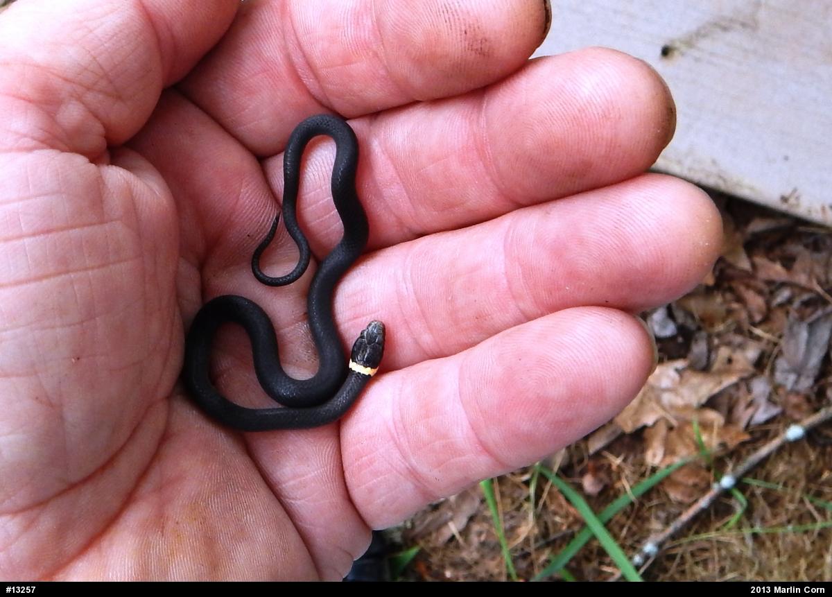 Northern Ring-necked Snake