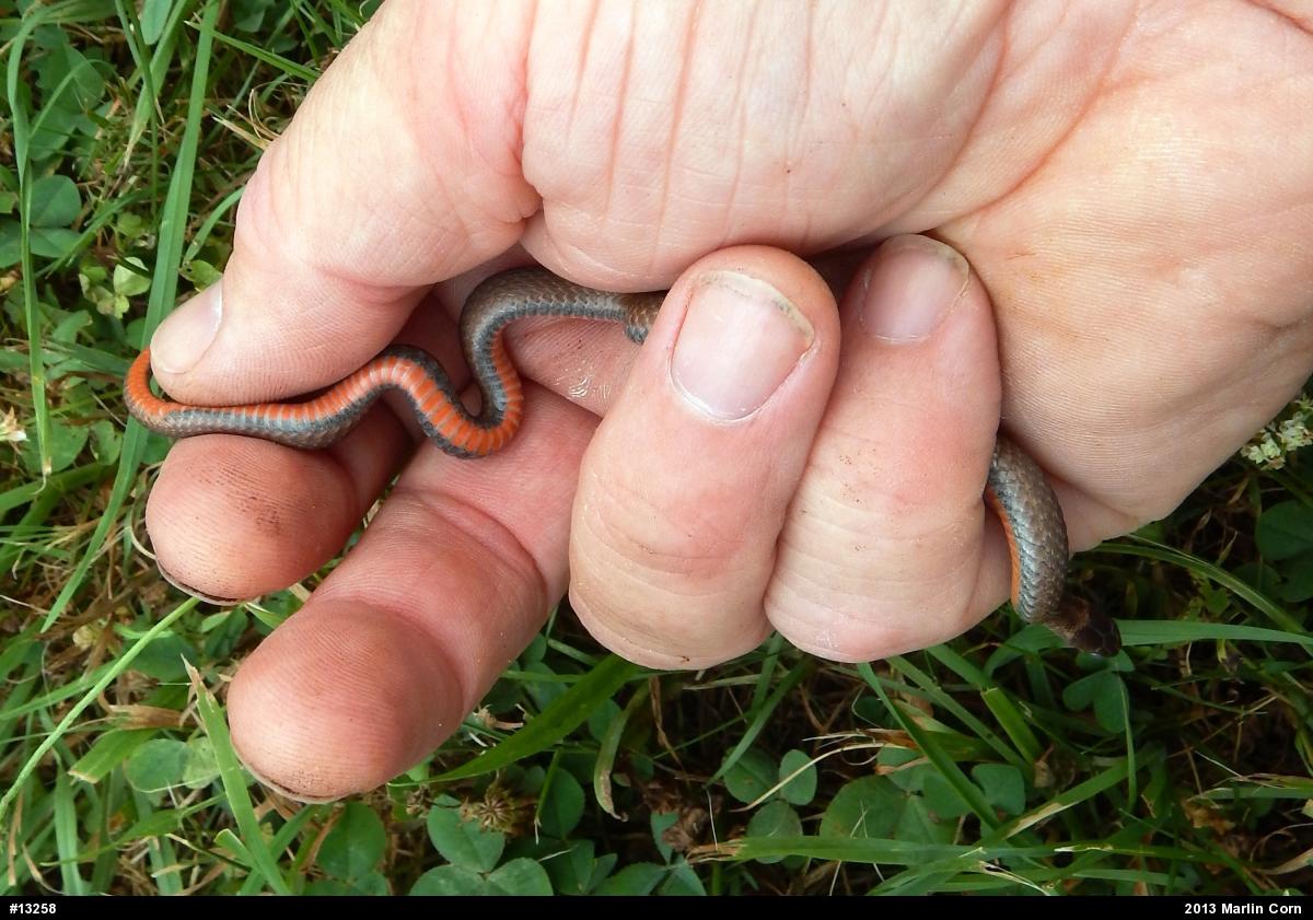 Red-bellied Snake