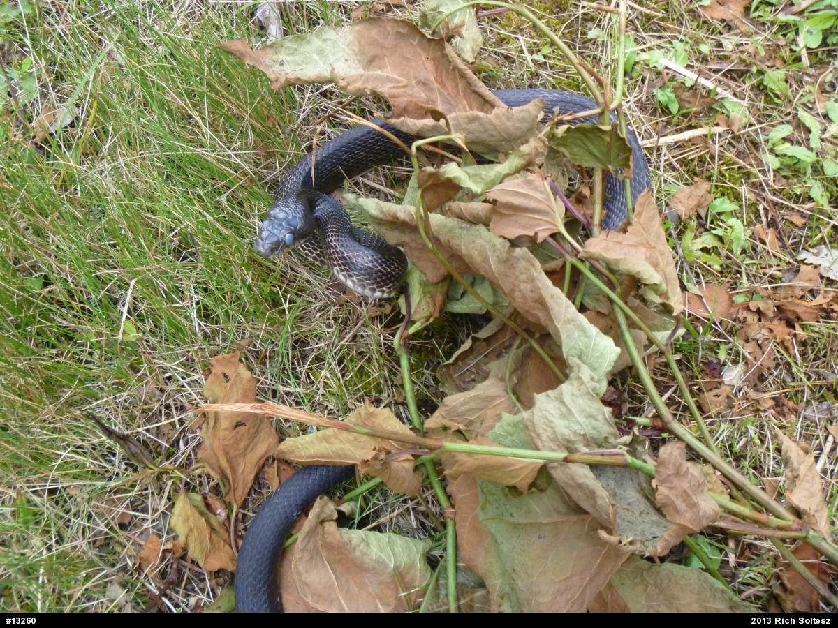 Eastern Ratsnake