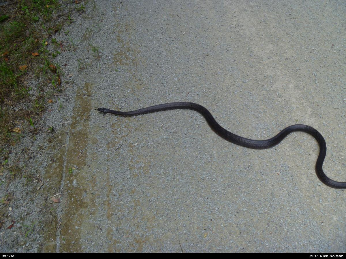 Eastern Ratsnake