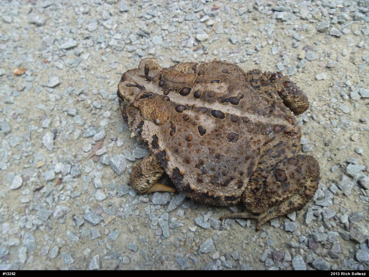 Eastern American Toad