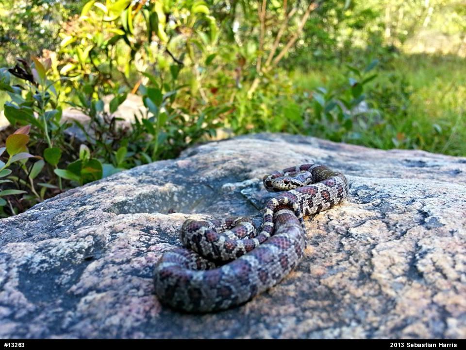 Eastern Milksnake