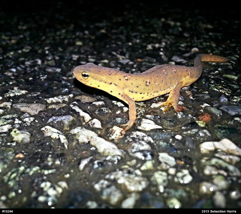Red-spotted Newt