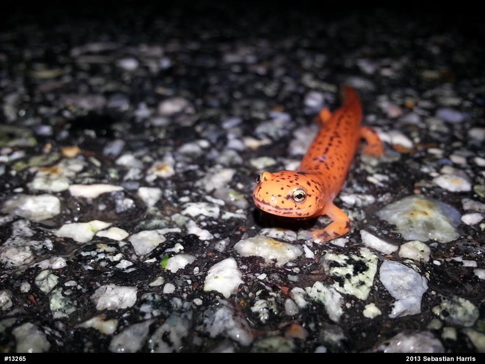 Northern Red Salamander