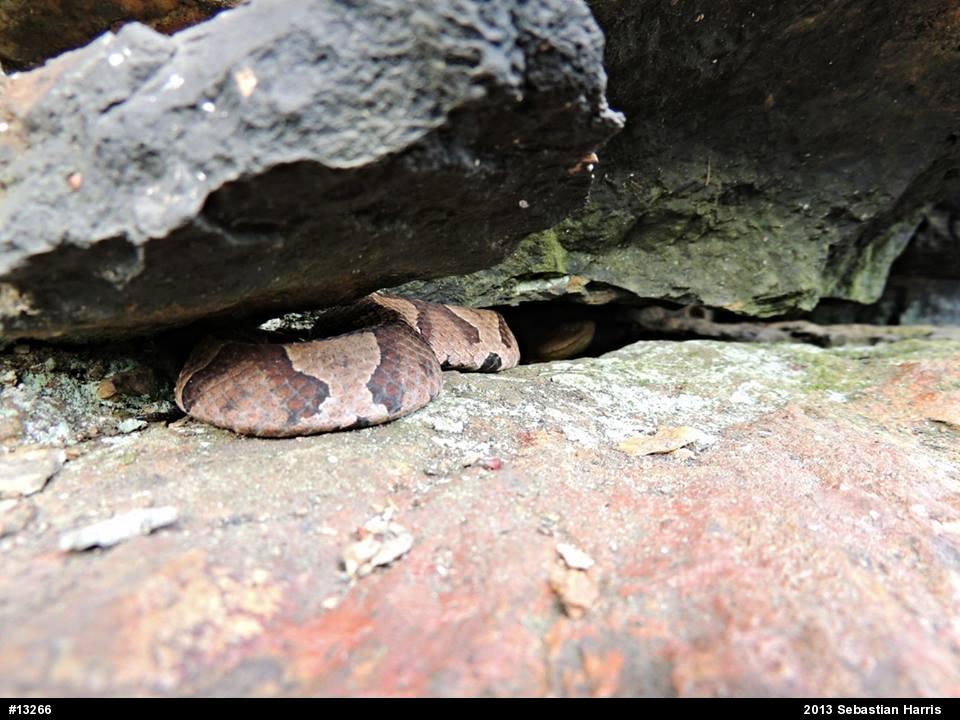 Northern Copperhead