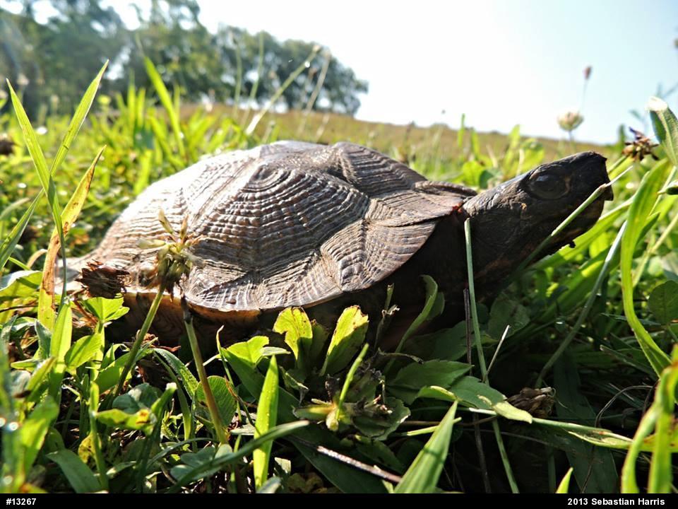 Wood Turtle