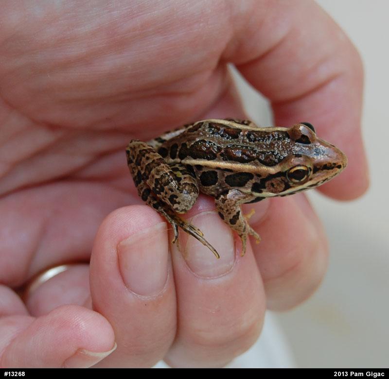Pickerel Frog