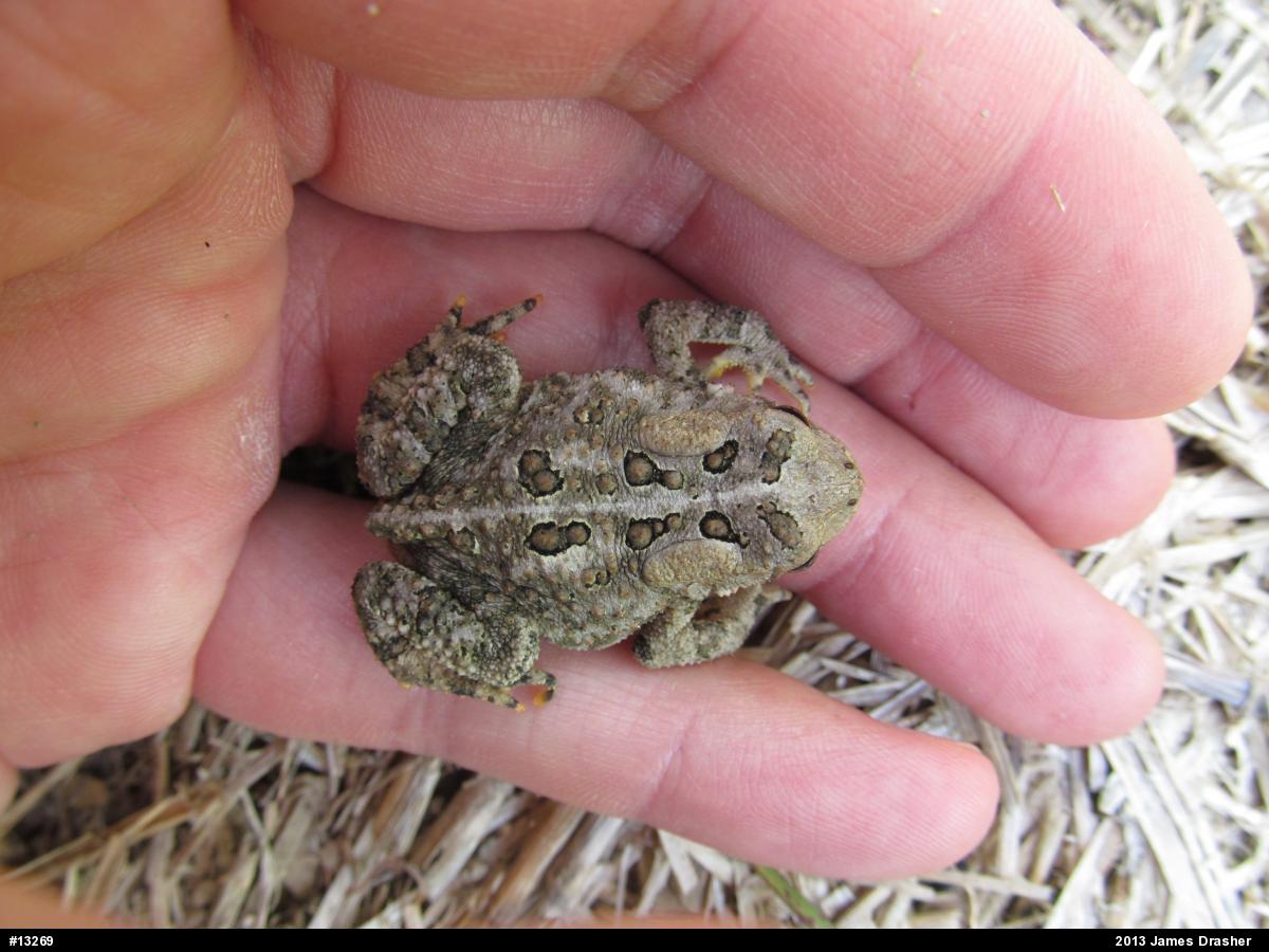 Eastern American Toad