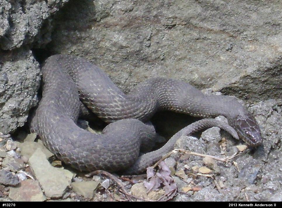 Northern Watersnake