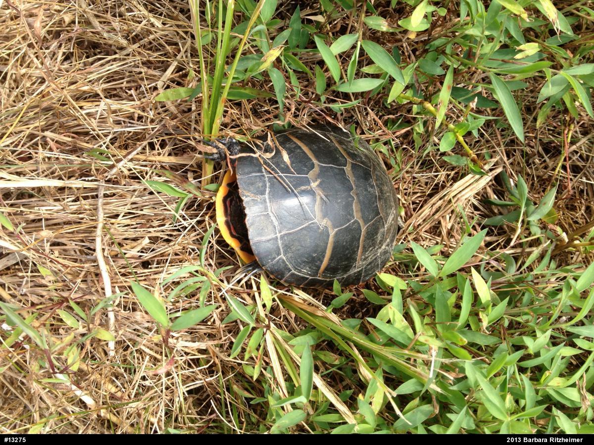 Painted Turtle