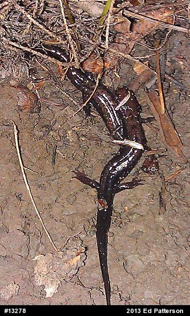 Allegheny Mountain Dusky Salamander