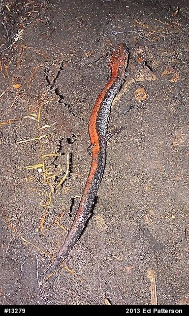 Eastern Red-backed  Salamander