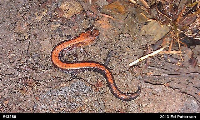 Eastern Red-backed  Salamander