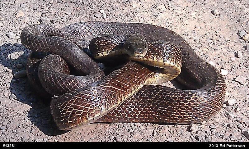 Eastern Ratsnake