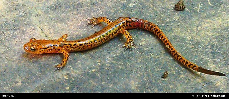 Eastern Long-tailed Salamander