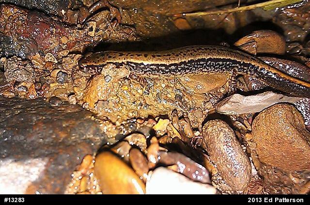 Northern Two-lined Salamander