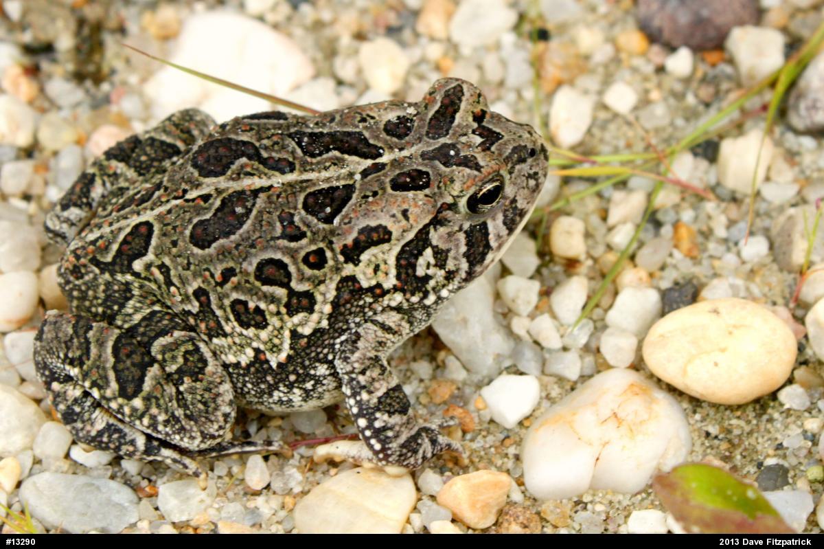 Fowler's Toad