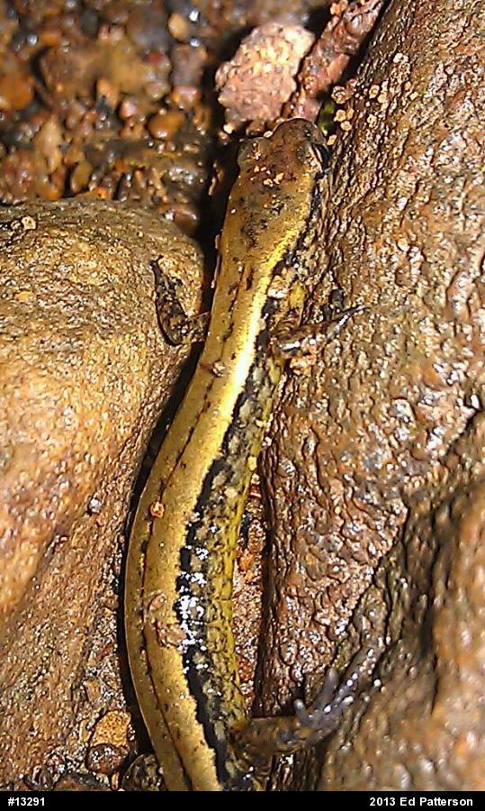 Northern Two-lined Salamander