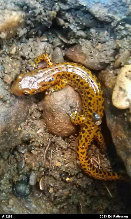 Eastern Long-tailed Salamander