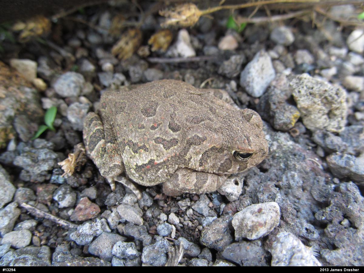 Fowler's Toad