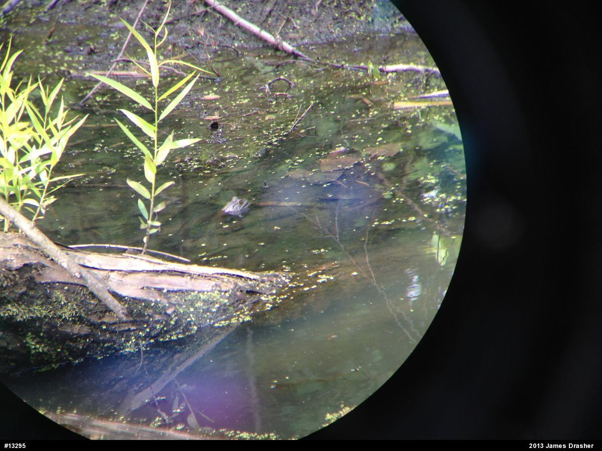 American Bullfrog