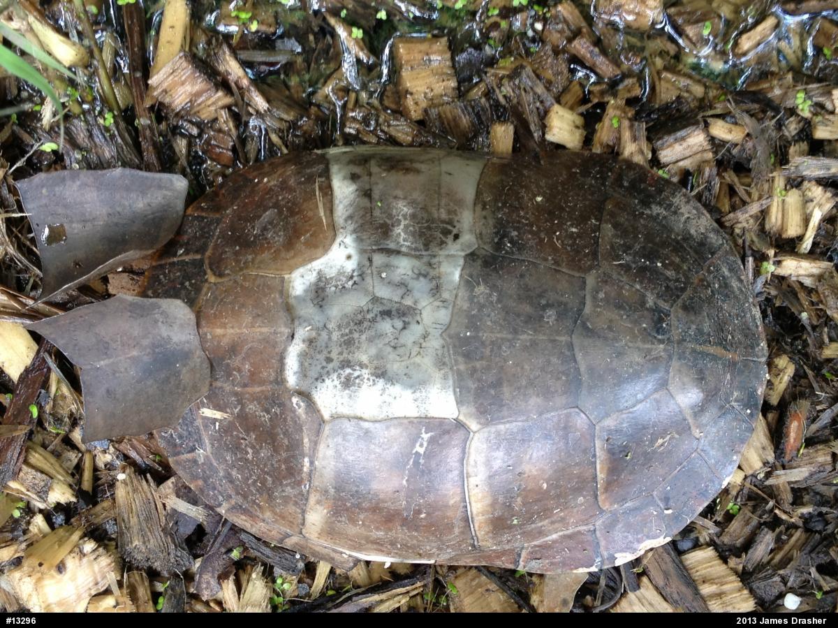 Painted Turtle