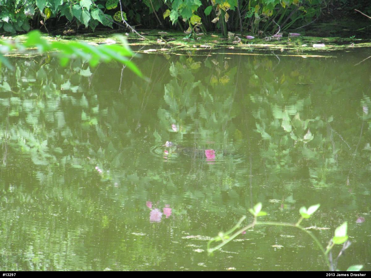 Snapping Turtle