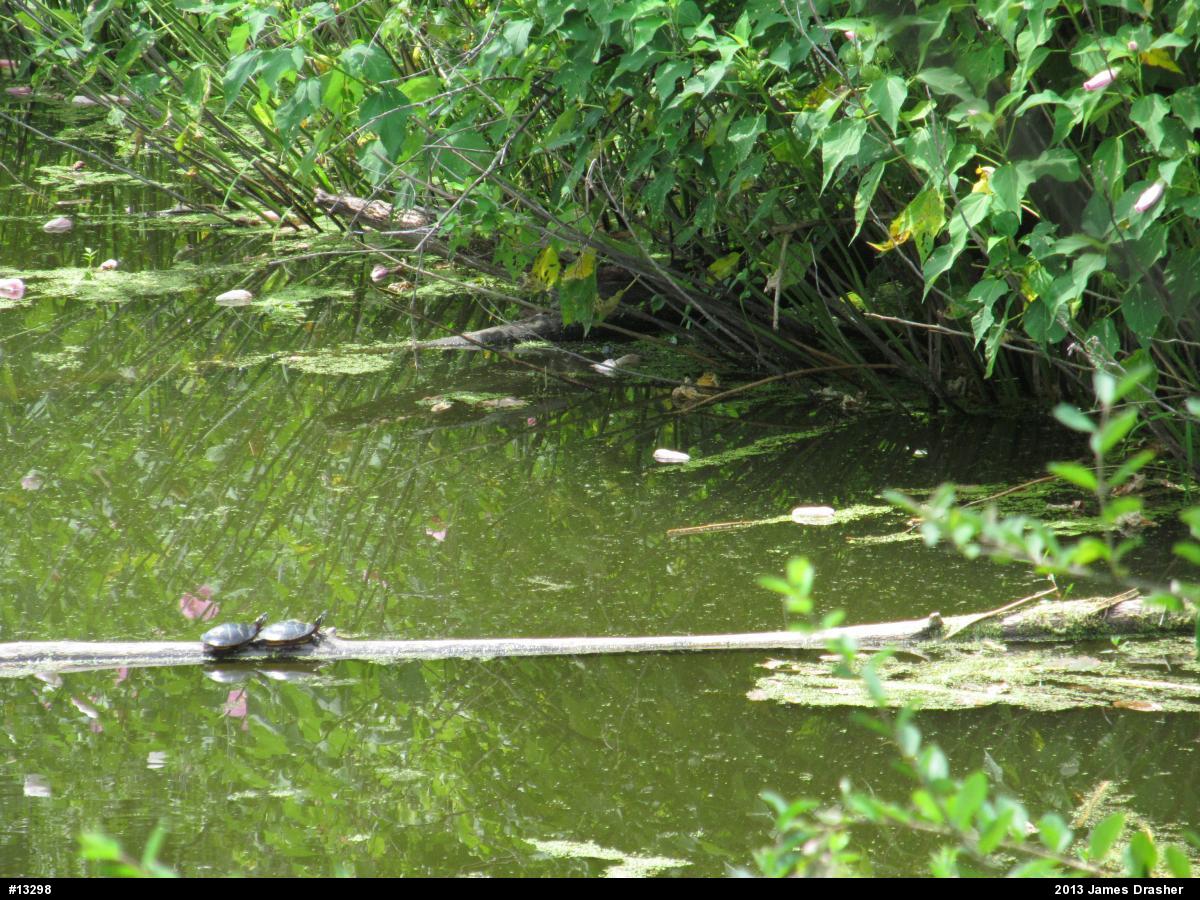 Painted Turtle