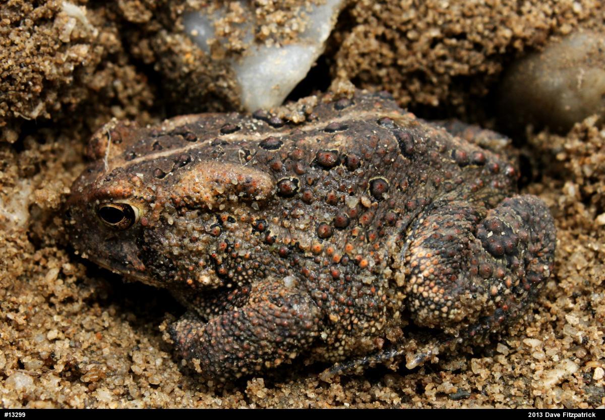Eastern American Toad
