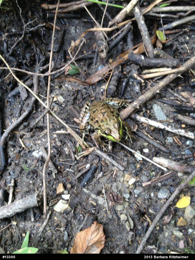 Green Frog