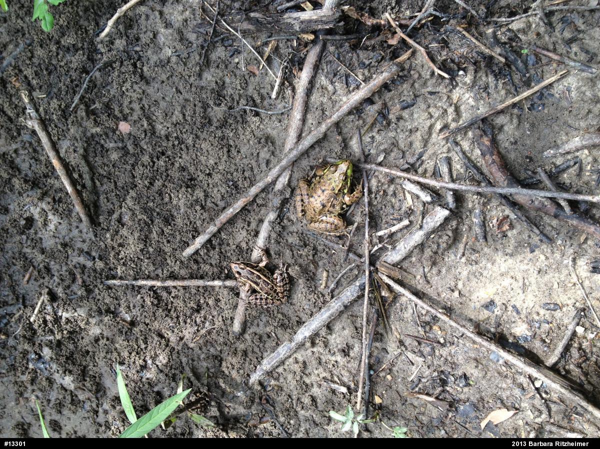 Pickerel Frog
