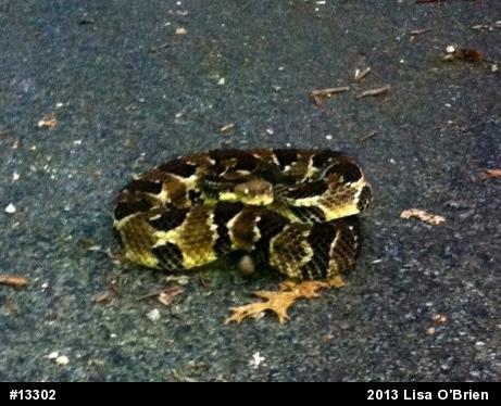 Timber Rattlesnake