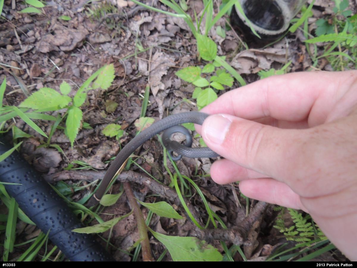 Northern Ring-necked Snake