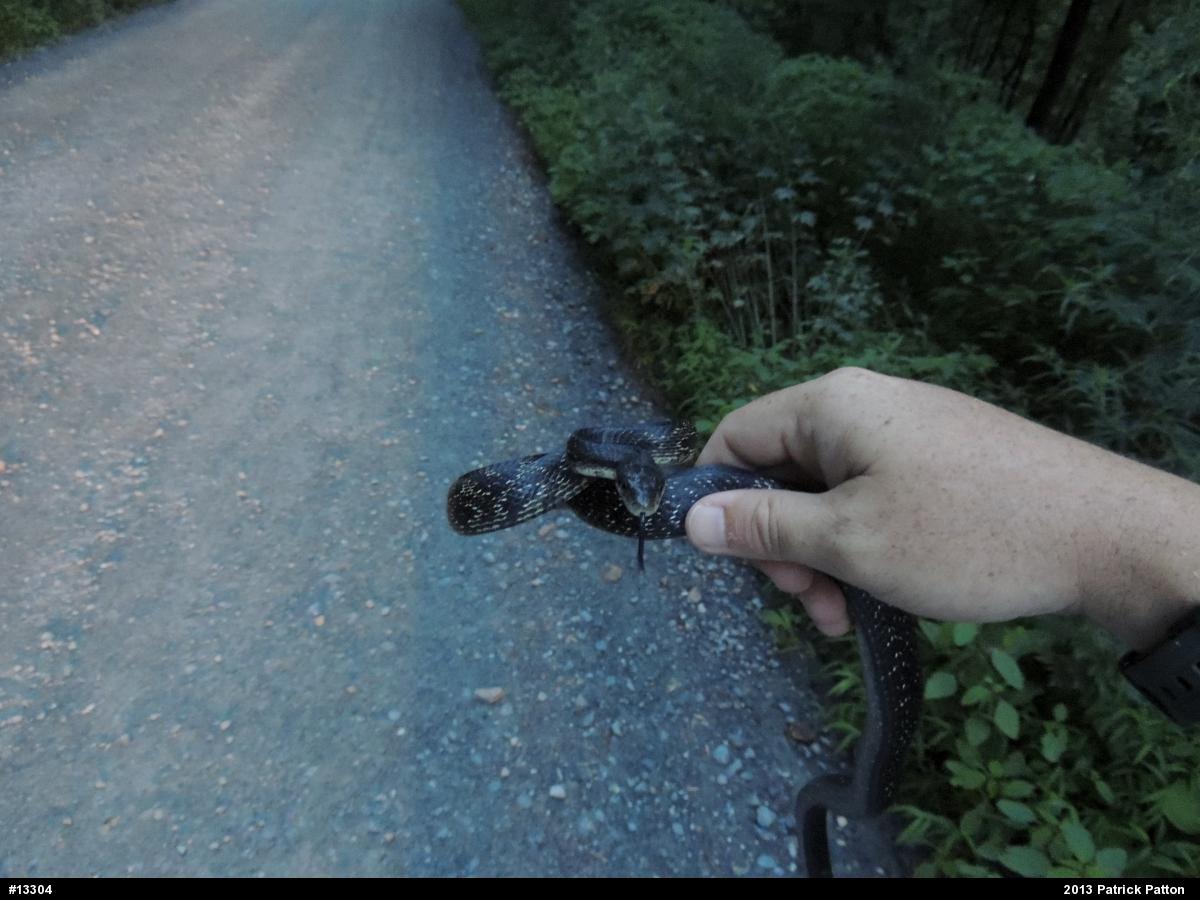 Eastern Ratsnake