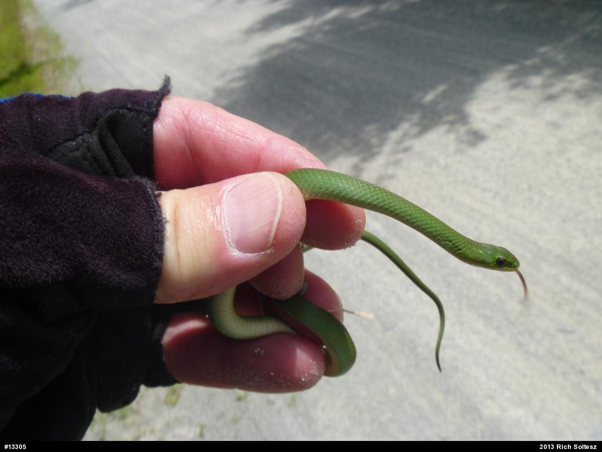 Smooth Greensnake