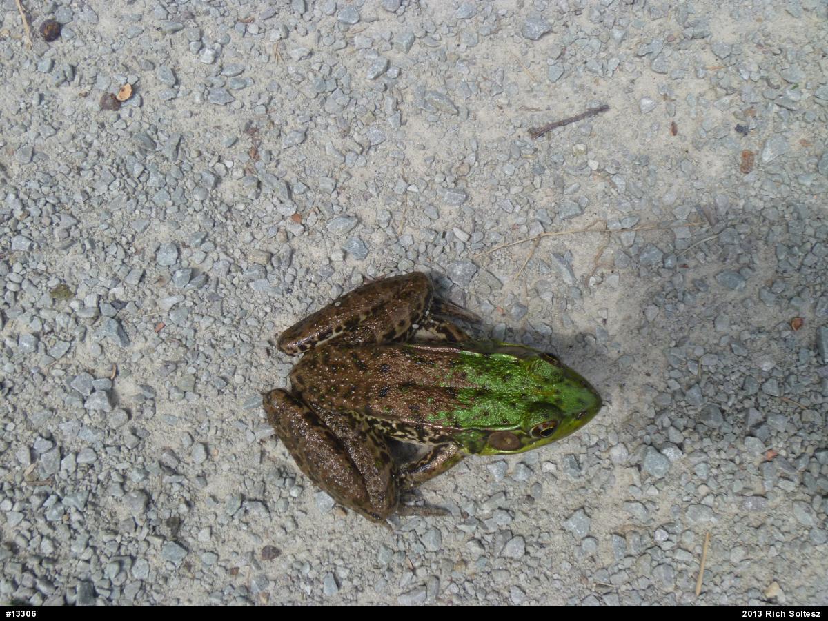 Green Frog