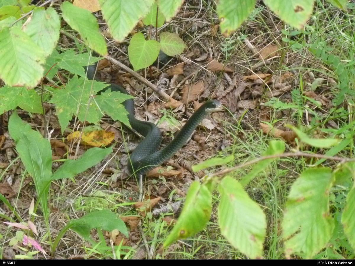 Northern Black Racer